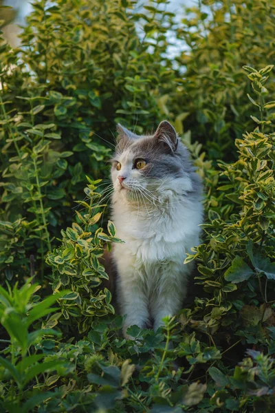 Emotional Cat Resting Spring Grass Gray Cat Garden Cat Enjoys — Stock Photo, Image