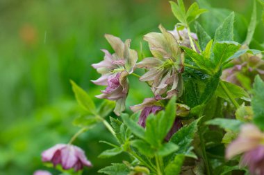Hellebores Bahar Kraliçesi bahçede çiçek açıyor. Derin mor çiçekler ve tomurcuklar hibrit helleboreler Şubat 'tan Mayıs' a kadar çiçek açarlar..