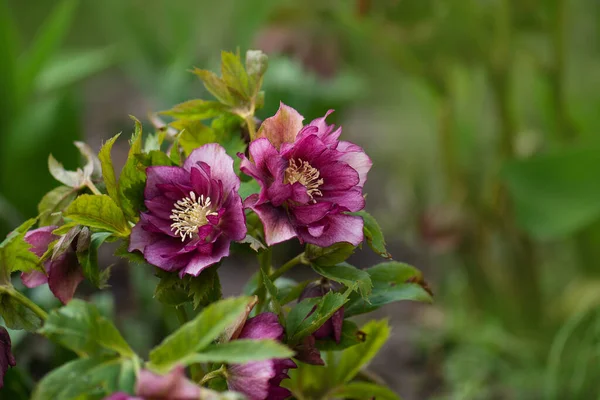 Christmas rose or hellebore spring flowers which position in semi shade