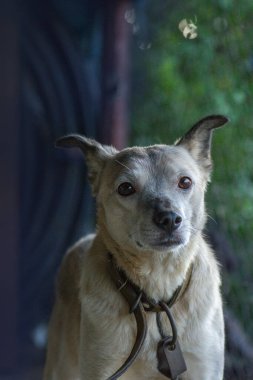 Yaz güneşinde metal zincirli bir köpek. Yalnız ve sadık bekçi köpeği bir ahşap kulübenin yanında yatıyor. Bahar ya da yaz fotoğrafı. Köpek kırsalda bir evi koruyor..