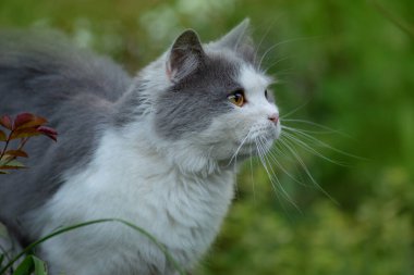  Profilde sevimli bir kedinin portresi. Gri ve beyaz kedi portresi yakın plan. Dışarıda çimlerin üzerinde yürüyen sevimli bir kedi yavrusu. Profilde bir portre. Kedi bakıyor.