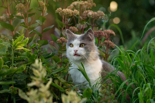 年轻的灰猫在盛开的花朵中吃新鲜的青草 薄荷猫 — 图库照片