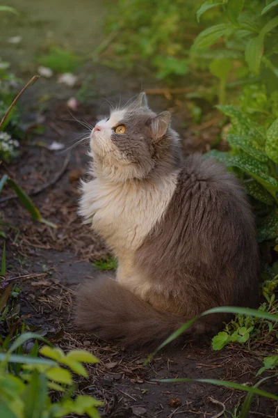Кошеня Сидить Квітучих Квітах Саду Кішка Відпочиває Надворі Влітку Яскраве — стокове фото