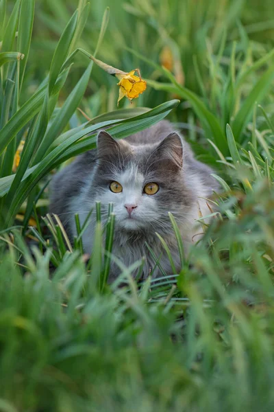 猫躺在一束花中间 猫躺在花园里 非常快乐的猫躺在植物的背景上 美丽的猫在春天开花的花园里 — 图库照片