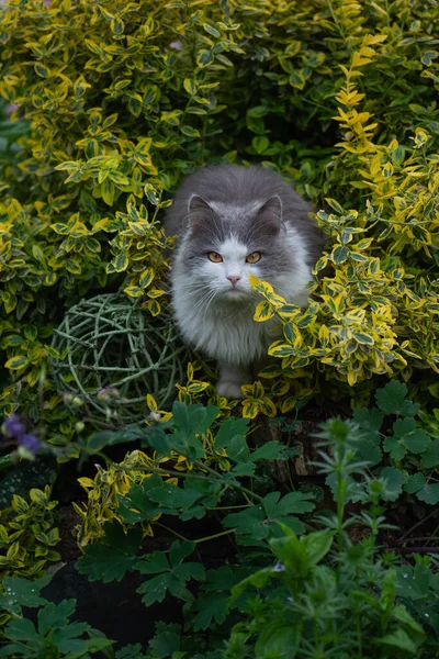 Gatito Sienta Flores Florecientes Jardín Gato Descansando Aire Libre Verano — Foto de Stock