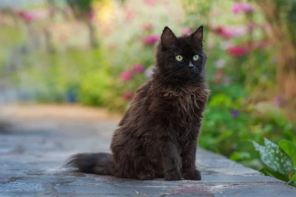 黑猫穿过一丛花 黑猫在五彩缤纷的花园里嗅到了花朵的芬芳 迷人的猫在花园里放松一下 — 图库照片