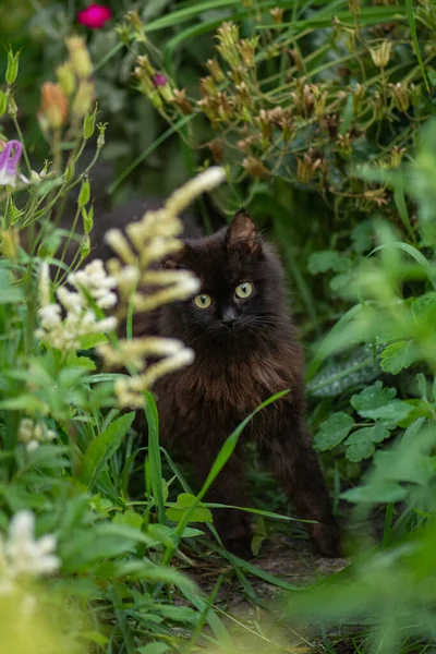 黑猫穿过一丛花 黑猫在五彩缤纷的花园里嗅到了花朵的芬芳 迷人的猫在花园里放松一下 — 图库照片