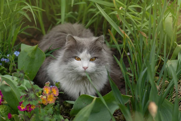 Neugierig Träumende Katze Garten Liegend Liegende Katze Blumen Schönheit Katze — Stockfoto