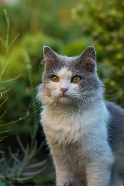 可爱的猫正坐在草地上 概念健康和积极的宠物生活方式 在花园里的猫猫的肖像靠拢 — 图库照片