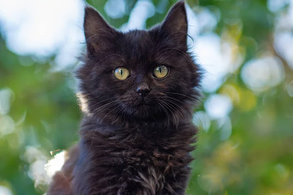 Чорний Кіт Гуляє Барвистих Квітах Зеленому Боке Задньому Плані Чорний — стокове фото