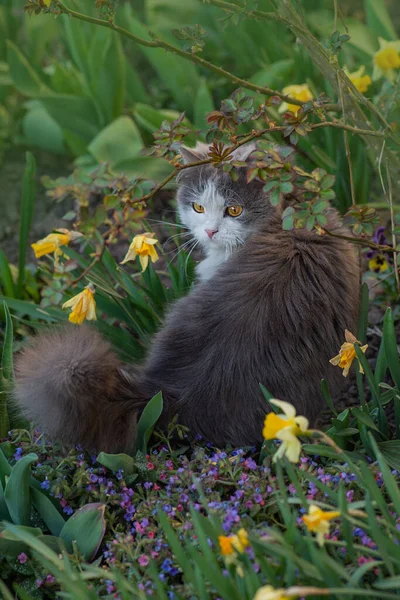 Gato Hierba Verde Gato Divertido Disfrutando Magia Del Día Verano — Foto de Stock