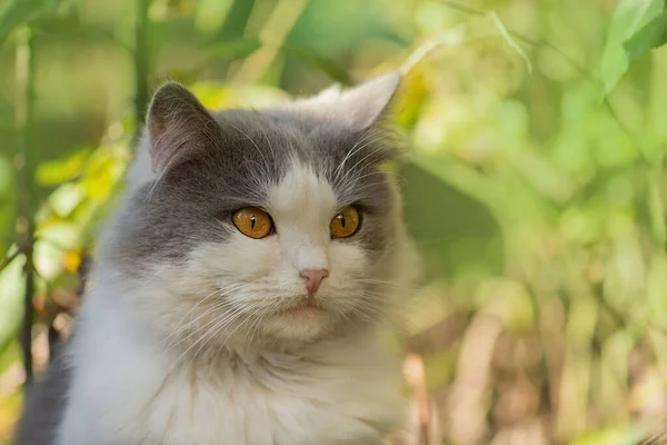 Gatto Longhair Britannico Nel Giardino Bellissimo Gatto Bicolore Grigio Bianco — Foto Stock