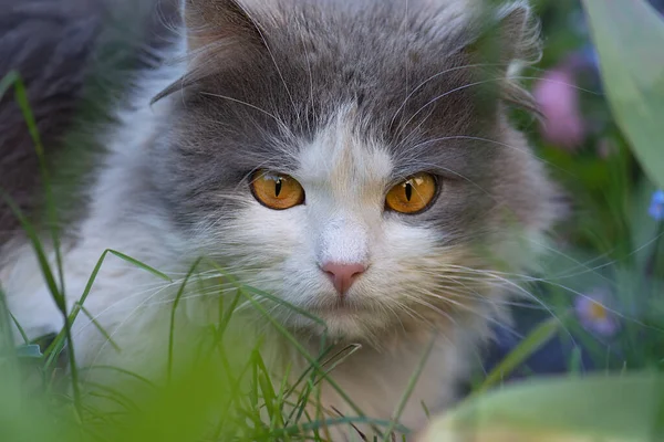 美丽的灰色和白色的猫看起来很自豪 猫模型肖像 快乐的小猫咪的画像 — 图库照片
