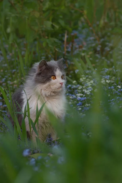 興味を持って探して灰色の美しい猫の肖像画 庭には灰色と白の猫が横たわっていた 美しいグレーと白の猫は誇りに思っています — ストック写真