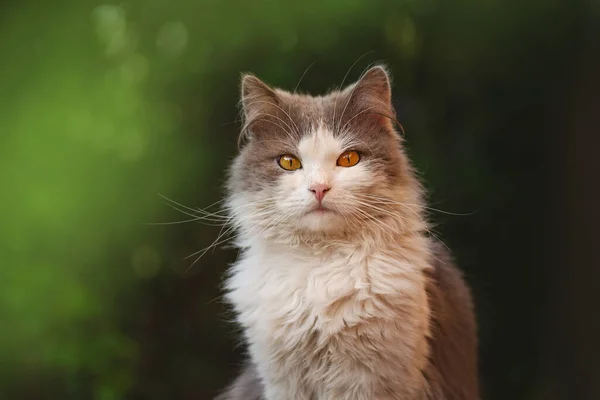 Pěkně Roztomilá Kočka Sedí Přírodě Kotě Sedí Květinách Mladá Kočka — Stock fotografie
