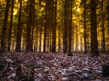 İlahi yoğun karanlık sonbahar ormanı. Görkemli karanlık, yoğun sonbahar ormanı. Tuhaf sisli karanlık orman.