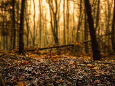 Muhteşem güneşli vahşi bölge. Sonbaharda mavi sis ve büyülü ışıkta gizemli rüya ormanı.