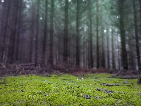 Paysage Scénique Dramatique Dans Forêt Étrange Forêt Brumeuse Automne — Photo
