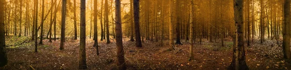 Дивний Осінній Ліс Чарівною Атмосферою Панорамної Картини Містичний Мрійливий Ліс — стокове фото