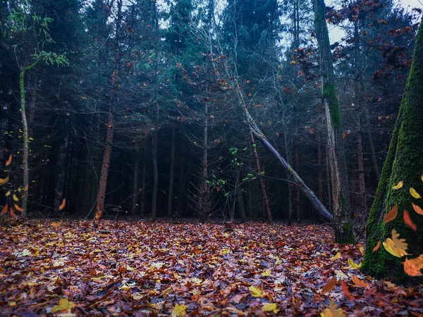 森の中の劇的な風景 秋の奇妙な霧の森 — ストック写真