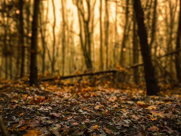 Muhteşem güneşli vahşi bölge. Sonbaharda mavi sis ve büyülü ışıkta gizemli rüya ormanı.