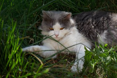 Çiçeklerin arasında yatan bir kedi. Kedi bahçede uzanıyor. Bitkilerin arkasında yatan oldukça mutlu bir kedi.