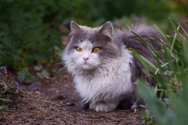 Cat Στο Μονοπάτι Στο Φόντο Του Καλοκαιρινού Πράσινου Κήπου Χαρούμενη — Φωτογραφία Αρχείου