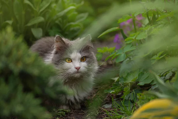 庭に花が咲く猫の屋外肖像画 牧草地で汚い猫 カラフルな開花庭で花を嗅ぐ猫 — ストック写真