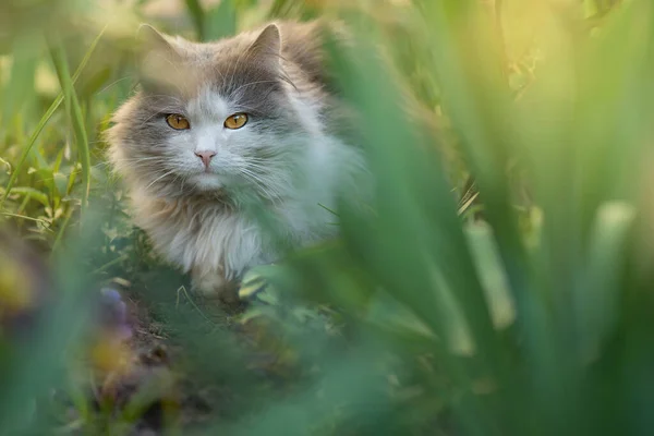 春天的时候 快乐的猫躺在花朵之间 户外花园中快乐的小猫咪的画像 夏天的时候 猫躺在花朵里 — 图库照片