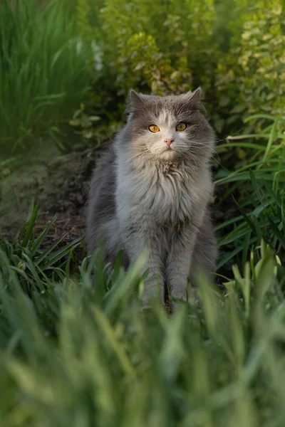 多愁善感的猫在春草中休息 花园里的灰猫 猫喜欢春天在花园里 猫在一个开着花的漂亮花园里散步 — 图库照片