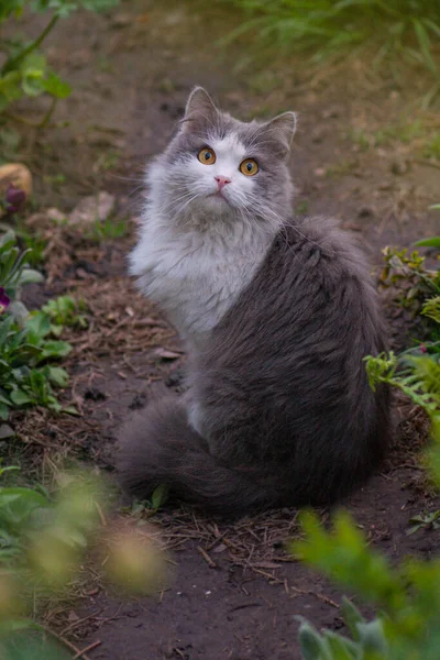Kočka Procházky Krásné Zahradě Květinami Portrét Kočky Letní Trávě Kotě — Stock fotografie