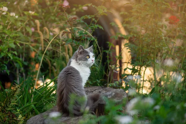 英国的小猫在大自然的五颜六色的花朵中 猫在花园里 — 图库照片