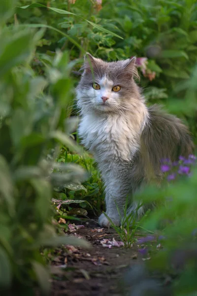 多愁善感的猫在春草中休息 花园里的灰猫 猫喜欢春天在花园里 猫在一个开着花的漂亮花园里散步 — 图库照片