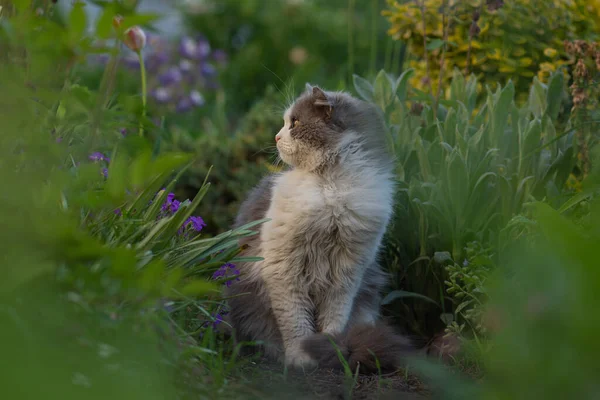 Ritratto Simpatico Gattino Profilo Bellissimo Ritratto Gatto Natura Gattino Che — Foto Stock