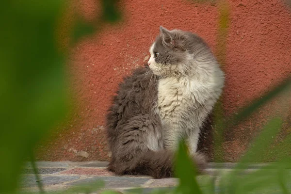 Gato Jardín Colorido Primavera Gato Sentado Campo Flores Gatito Con — Foto de Stock