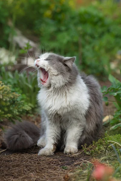 Gähnende Kätzchen Auf Dem Hof Katze Mit Schläfrigem Gähnen Garten — Stockfoto