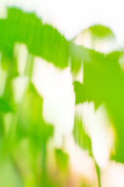 Yeşil odaklanmış dinamik soyut arkaplan. Uzun süreli hareket bulanıklığı