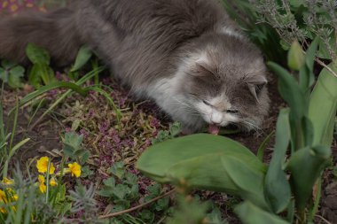 Kedi otu yiyen evcil kedi. Güneşli bir yaz gününde bahçede çim yiyen bir kedi..