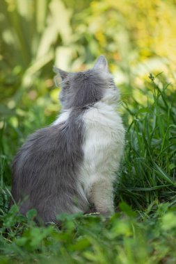 Meraklı hayvanlarla yürümenin sağlığa faydaları. Cat bahçeye çıkmak istiyor..