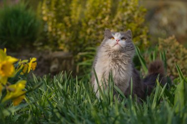 Kediyi dış dünyaya tanıtmak. Evcil hayvan bahçesinde kafası karışmış ve korkmuş bir kedi..