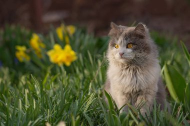 Güzel gözlü kedinin yakın görüntüsü. Güzel pofuduk kedi, doğanın arka planına yaklaş.