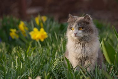 Güzel gözlü kedinin yakın görüntüsü. Güzel pofuduk kedi, doğanın arka planına yaklaş..