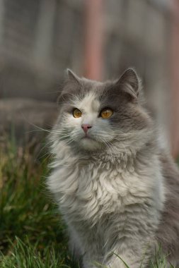 Doğanın tadını çıkaran meraklı kedi portresi. Güzel gözlü kedinin yakın görüntüsü.
