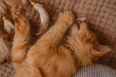 Genç kızıl kedi sakin bir ifadeyle örülmüş yüzeye uzanır. Huzurlu bir an huzur ve huzur verir..