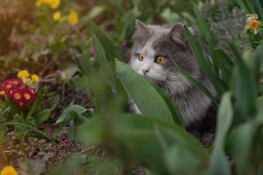 Kediyi dış dünyaya tanıtmak. Evcil hayvan bahçesinde kafası karışmış ve korkmuş bir kedi..