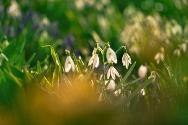 İlkbahar arka planında kartopu çiçekleri. Baharın ilk çiçek sembolü.