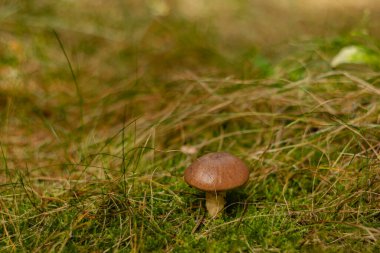 Ormanda bulanık bir arka planda yenilebilir mantar suillus..