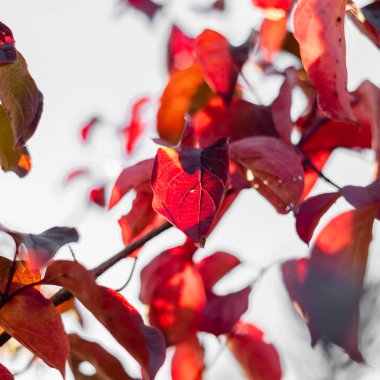 Güneşli bir günde, sonbahar ağaçlarında parlak kırmızı yapraklar. Sonbahar ormanları, arka planda bulanık sonbahar yaprakları..