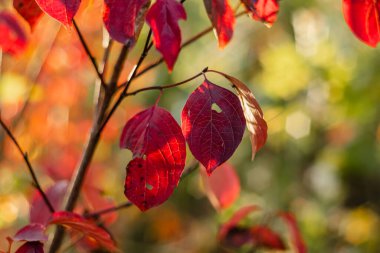 Güneşli bir günde, arka planda, sonbahar ormanlarında kırmızı sonbahar yaprakları olan ağaçlar. Sonbahar orman manzarası.