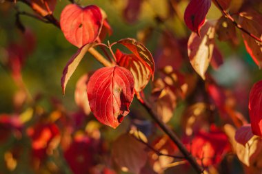 Sonbahar parkında parlak kırmızı yapraklar bulanık bir arka planda. Sonbahar konsepti.